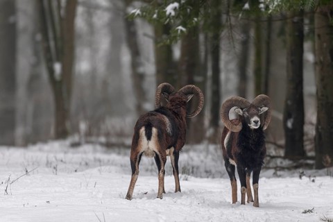 The European mouflon (Ovis gmelini) grows a thick undercoat in winter, which also protects these