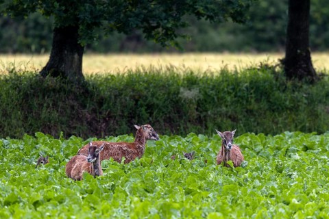Ewes of the European mouflon (Ovis gmelini) in a beet field, the lambs are barely visible,
