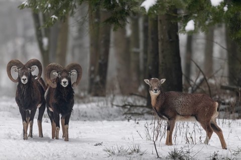 Unlike some deer species, the European mouflon (Ovis gmelini) does not live strictly separated by