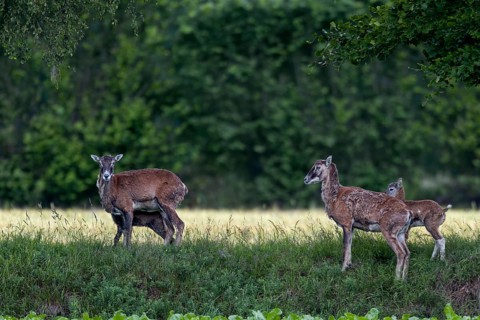 The ewes of the European mouflon (Ovis gmelini) are very vigilant when they have lambs and rarely