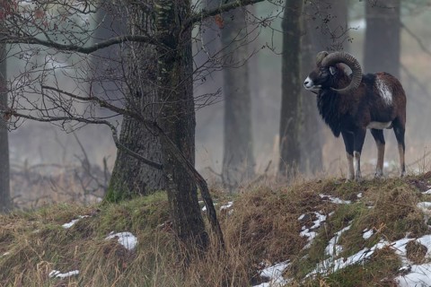 A few minutes ago, this mouflon ram (Ovis gmelini) was still a member of a small group, when it