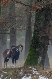 Mouflon ram (Ovis gmelini) next to a beautiful old oak tree, Winter, Germany