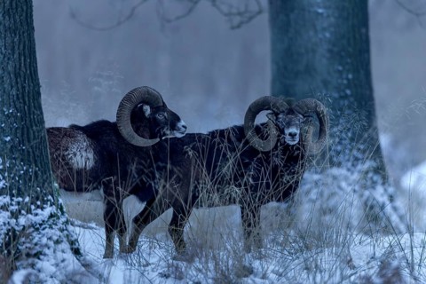 Mouflon ram (Ovis gmelini) in the late evening in the winter forest, winter, snow, Germany