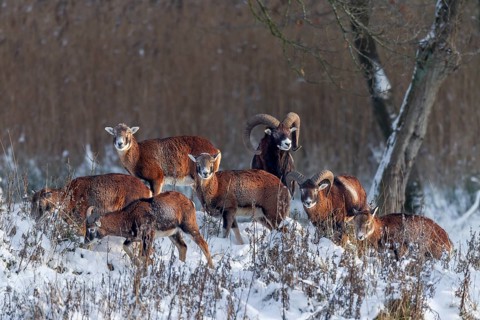 A herd of European mouflon (Ovis gmelini) in the last light of the winter sun, winter, snow,