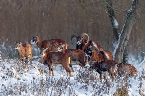 In the light of the evening sun, a pack of European mouflon (Ovis gmelini) searches for food at the