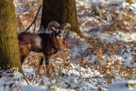 A young mouflon ram (Ovis gmelini) stands in the evening light in a snow-covered oak forest,