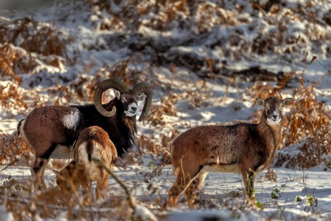 A mouflon ram (Ovis gmelini) with two females in the evening light in a snow-covered oak forest,