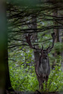 At the beginning of October, the rut slowly begins and the fallow deer (Dama dama) gather at the