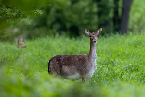 The dama (Dama dama) gets a visit, in the background a roe deer (Capreolus capreolus) comes out of