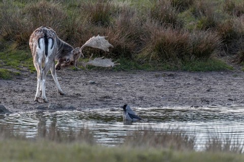 A fallow deer (Dama dama) grooming and a hooded crow (Corvus cornix) grooming its feathers, Denmark