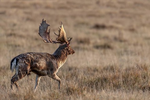 In the late morning a fallow deer (Dama dama) leaves the rut, rut, deer rut, mating season, Denmark