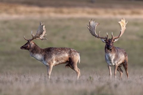 The fallow deer (Dama dama) seem to lose interest in each other, rut, deer rut, mating season,