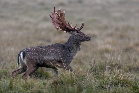 The fallow deer (Dama dama) moves purposefully to the rutting ground, rutting, deer rutting, mating