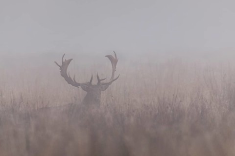 Fallow deer (Dama dama) in the morning mist, rut, deer rut, mating season, Denmark