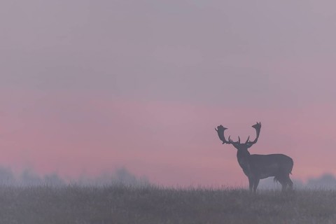 A fallow deer (Dama dama) against the red morning sky heralds a beautiful day, but a few minutes