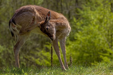 On this day I could not have guessed that I would encounter the fallow deer calf (Dama dama) again