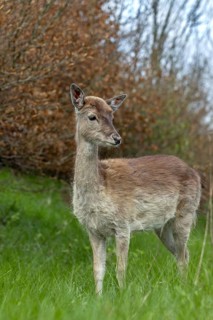 We can only hope that the familiar behaviour of the fallow deer calf (Dama dama) has no negative
