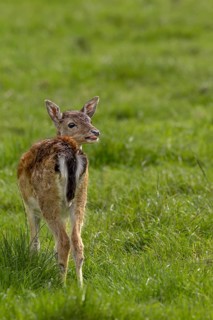 The first encounter with the fallow deer calf (Dama dama) took place on 09.09.2011, after this