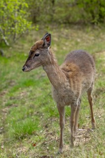 The fallow deer calf (Dama dama) survived the winter without its mother and we are growing hopeful