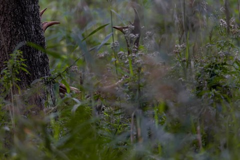 As dusk falls, the fallow deer (Dama dama) becomes active and observes its surroundings from cover