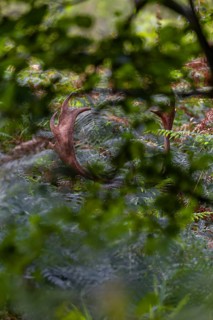 The fallow deer (Dama dama) stands just a few metres from a forest path in a thicket of bracken,