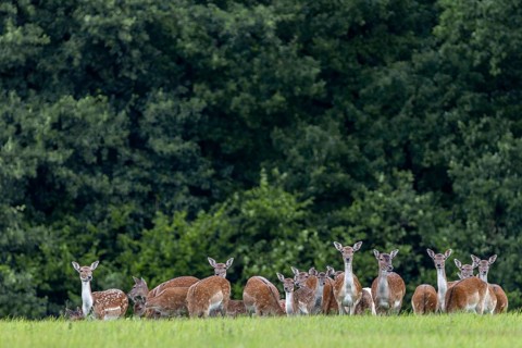 A herd of fallow deer (Dama dama) with calves grazing in a meadow, fallow deer herd, Germany