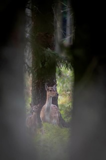 After birth, the calf is licked dry by the dama dama, which creates a close bond between mother and
