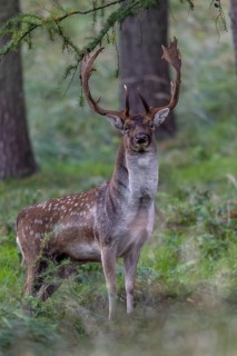 The fallow deer (Dama dama) looks up at the photographer, rut, deer rut, mating season, Germany