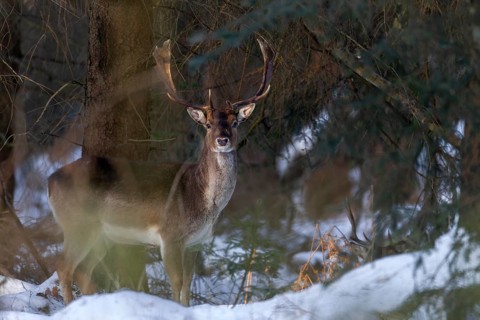 The last rays of the winter sun hit a fallow deer (Dama dama) in the winter forest, winter, snow,