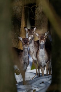 Three damas (Dama dama) are looking attentively out of the wintry spruce forest, winter, snow,