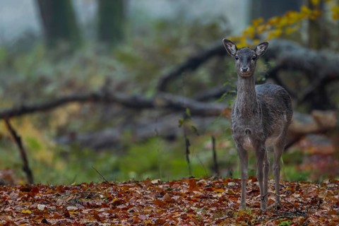 On 9 November 2012, I meet the fallow deer calf (Dama dama) adopted by a herd of cows in 2011 for