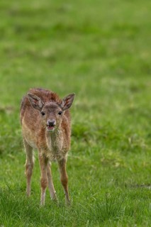 This fallow deer calf (Dama dama) has lost its mother and joined a small herd of adult cows, sad,