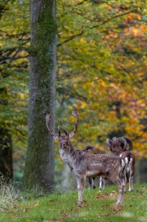 A fallow deer (Dama dama) follows a group of mouflon rams (Ovis gmelini), wild sheep, rut, deer