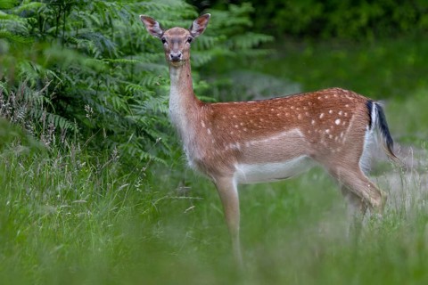 A dama (Dama dama) in the typical light rust-brown summer coat with the striking white patches,