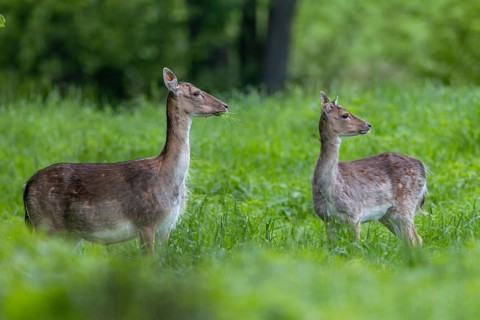 Soon the dama dama will separate from the previous year's calf and give birth to the unborn calf,