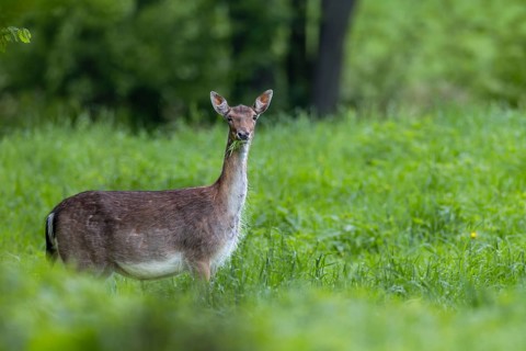 In a few days, the heavily pregnant dama (Dama dama) will give birth to a calf, pregnant, birth,
