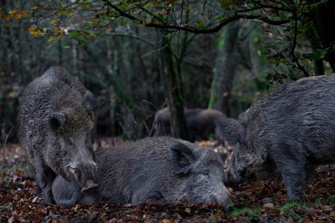 It is mating season for wild boar (Sus scrofa) and the boar dares to make an approach to a resting