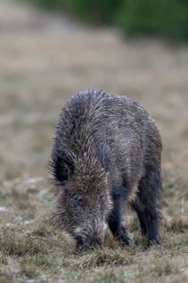 Wild boar (Sus scrofa) looking for food, their young have already retreated into the dense pine