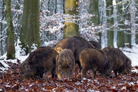 A wild boar (Sus scrofa) looking for food in beech leaves, snow, winter forest, Germany