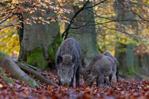 Wild boar (Sus scrofa) and fishlings foraging, autumn, Germany