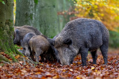 A wild boar (Sus scrofa) and older young boars search for food in the beech leaves, autumn, Germany
