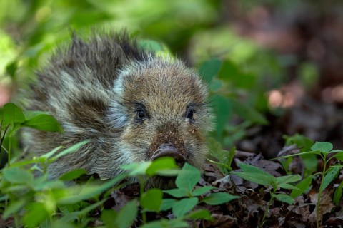 Wild boar (Sus scrofa) on a discovery tour, sweet, cute, Germany