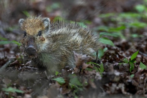The fact that the wild boar (Sus scrofa) uses almost its entire head when digging in the ground is