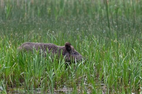 Wild boar (Sus scrofa) foraging in reeds, Germany