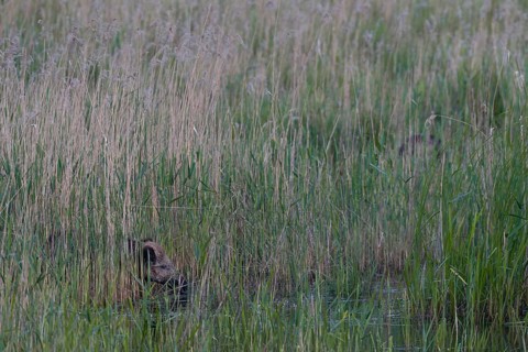 Wild boar (Sus scrofa) foraging in a reed belt, Germany