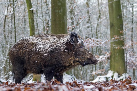 Wild boar (Sus scrofa) in the winter forest, snow, winter, Germany