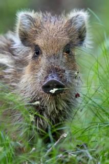 Portrait of wild boar (Sus scrofa), Germany