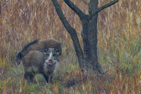 The coat colour of the wild boar (Sus scrofa) is usually dark brown to blackish, but other morphs
