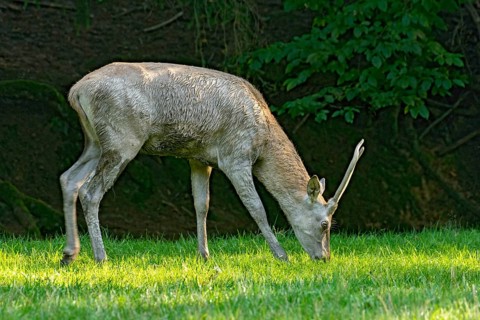 Juvenile red deer (Cervus elaphus), eating grass, grazing, after mud bath, wallow, in a meadow of a