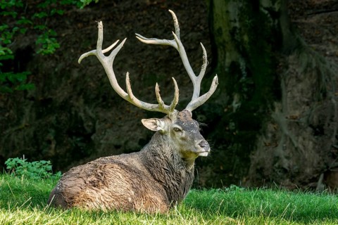 Capital adult red deer (Cervus elaphus) with large antlers, top dog resting after a mud bath,